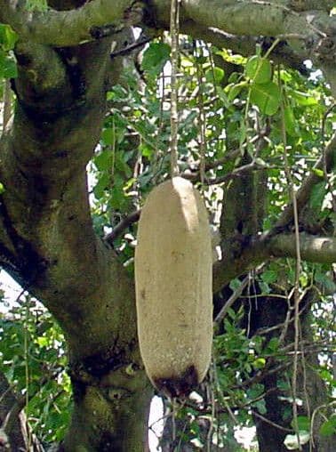 Würstchenbaum 28