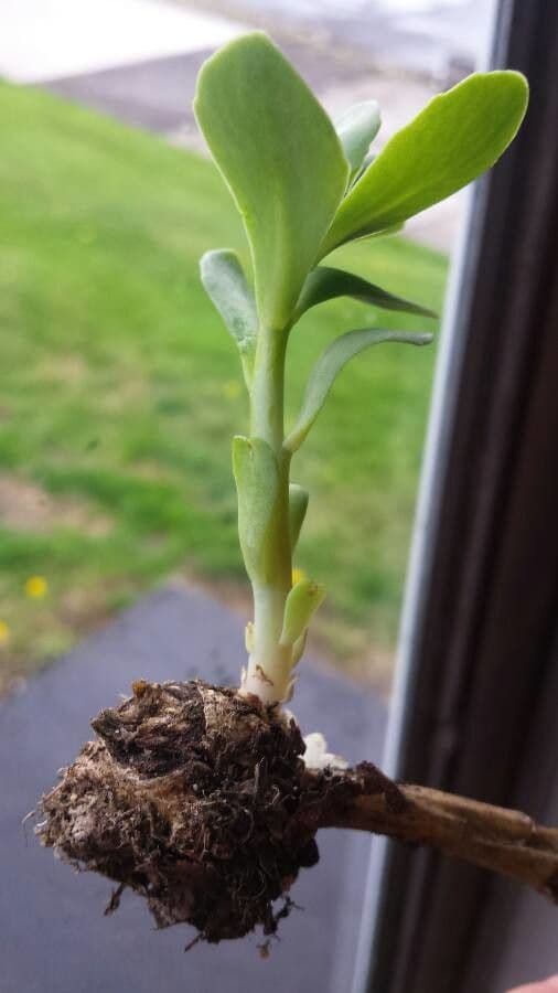 Kalanchoe 18