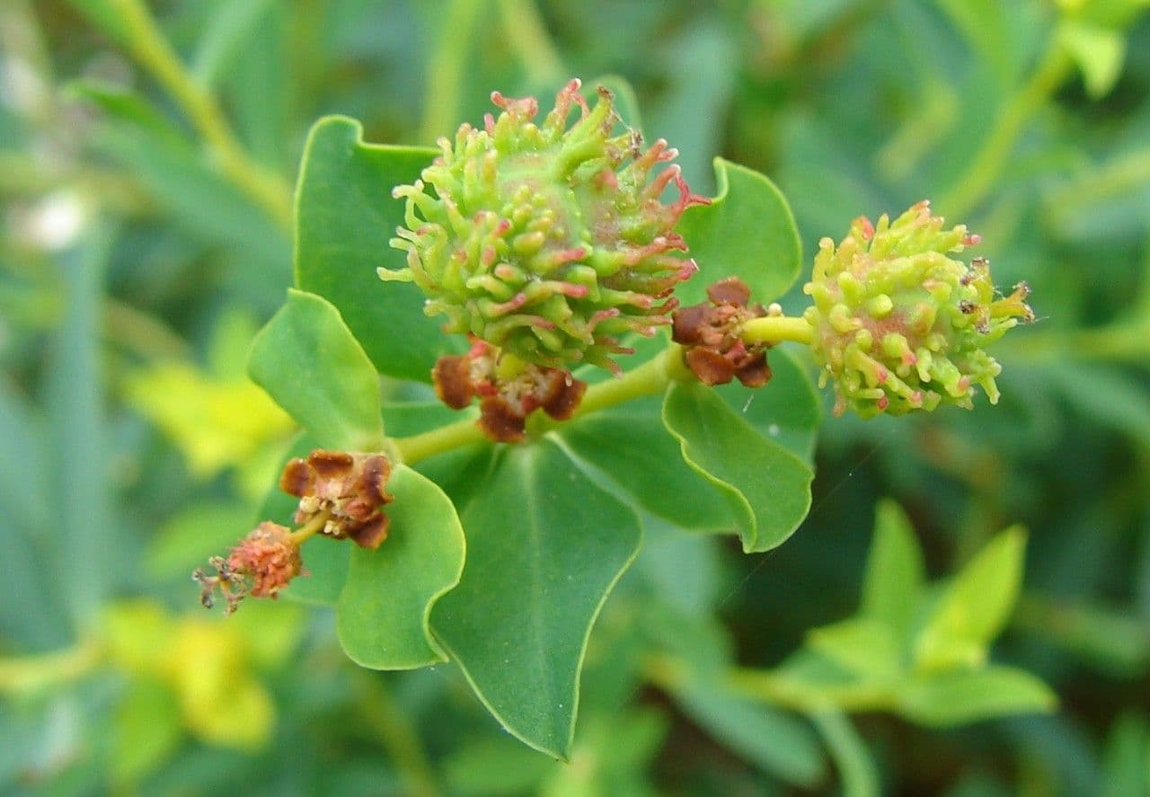 Euphorbia 5