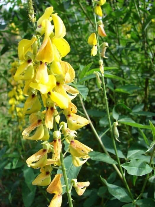 Crotalaria trichotoma 5