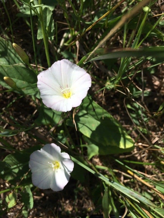 Calystegia porpora 5