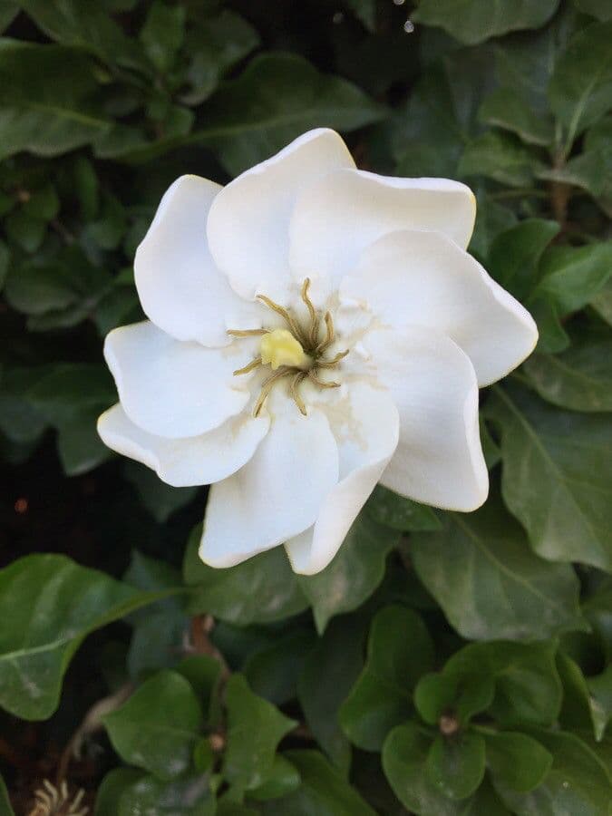 Gardenia Volkensa 10