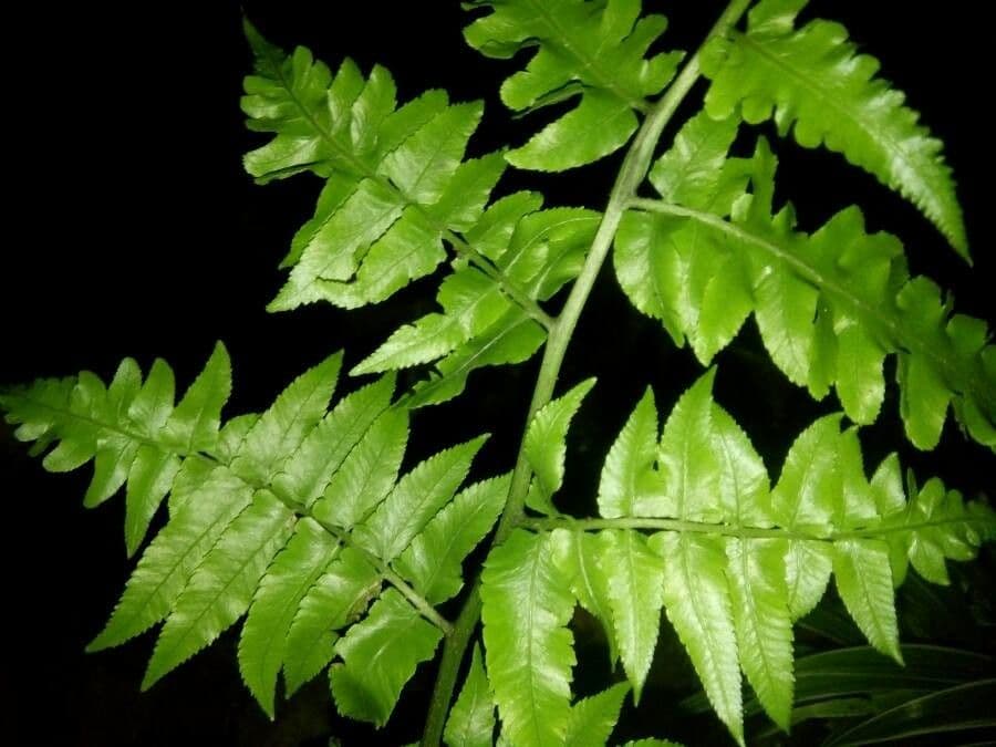 Essbare Diplazium 5