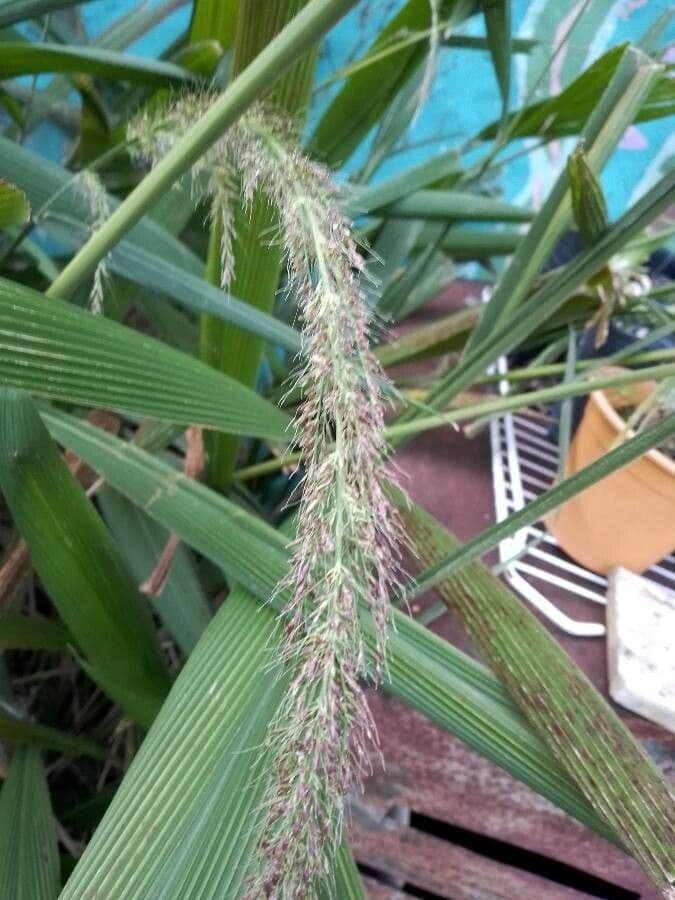 Setaria palmata