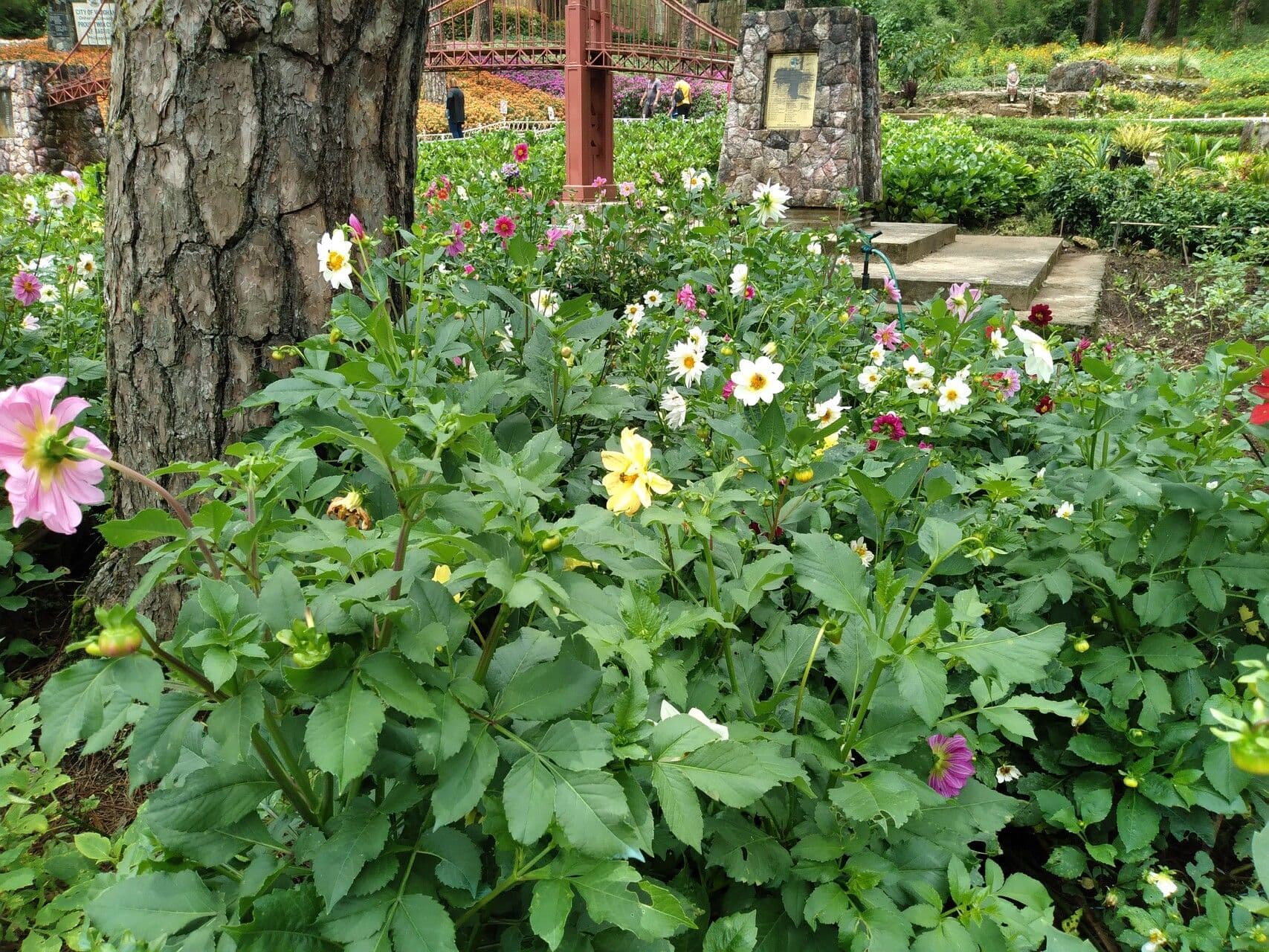 Dahlia 15