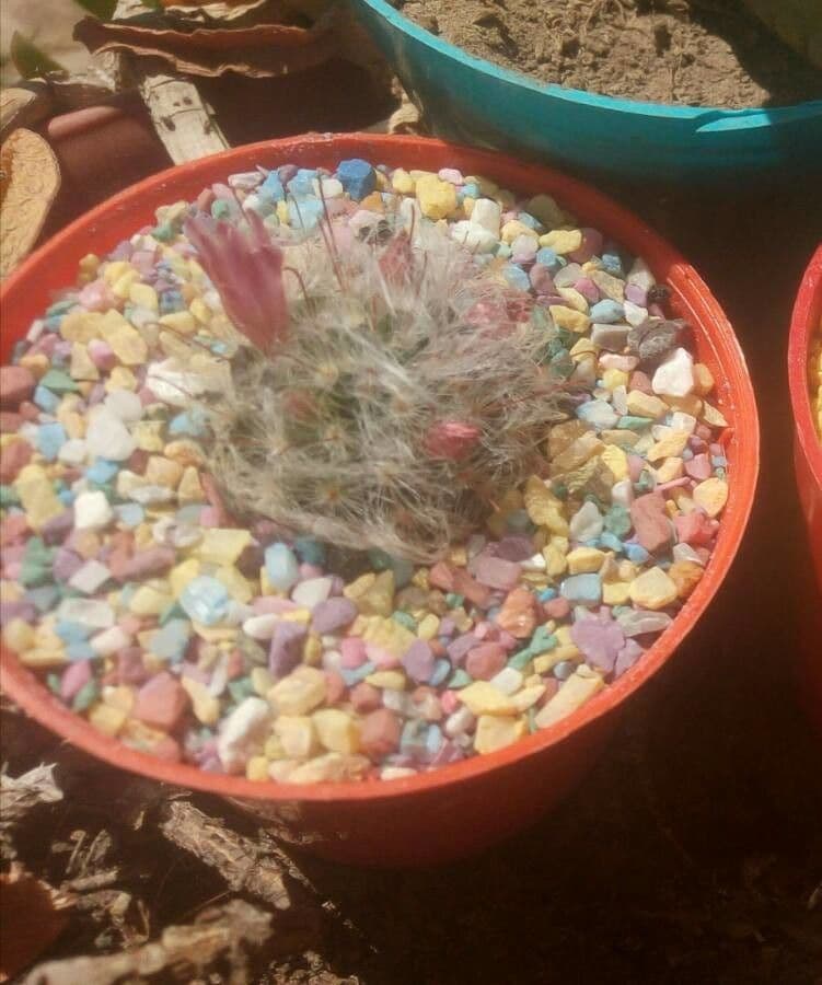Cactus 19