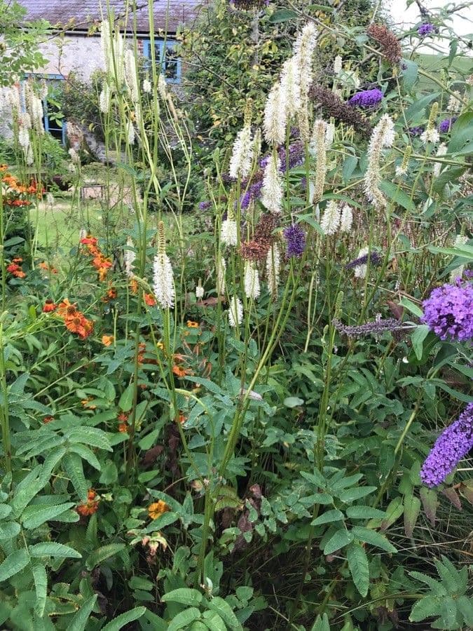 Sanguisorba canadese 18
