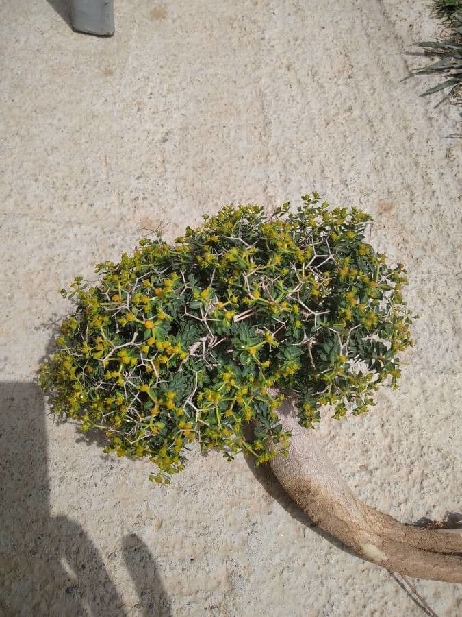 Griechischer Dornen-Wolfsmilch 15