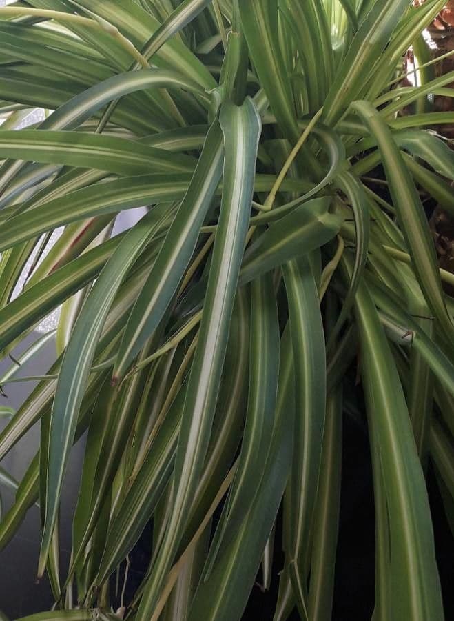 Chlorophytum 17