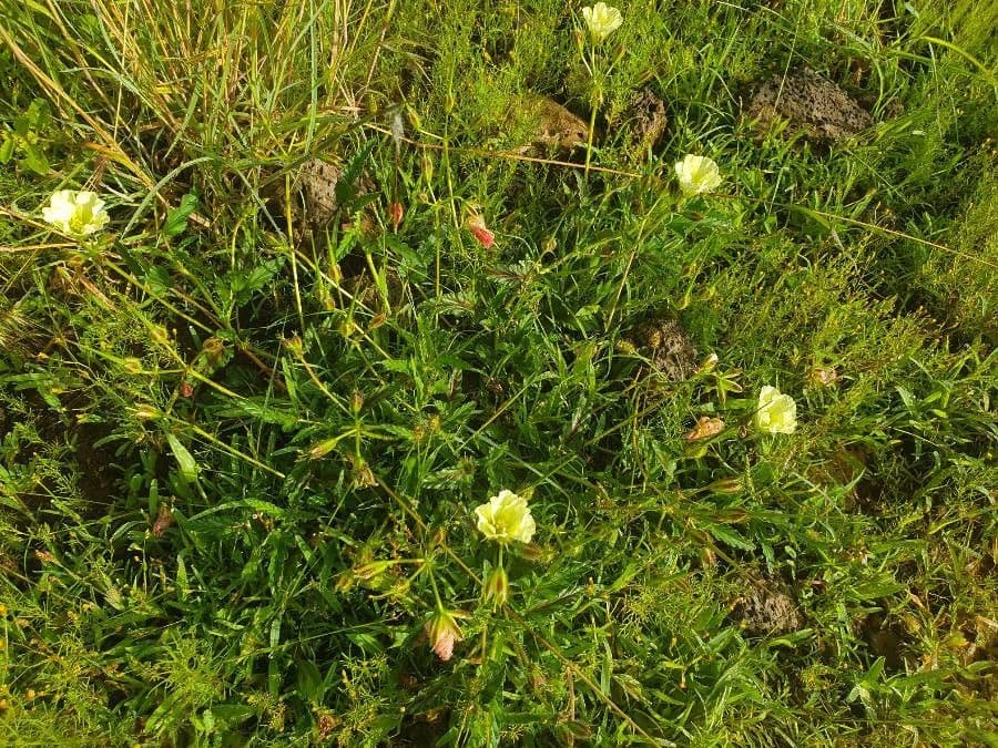 Monsonia 14