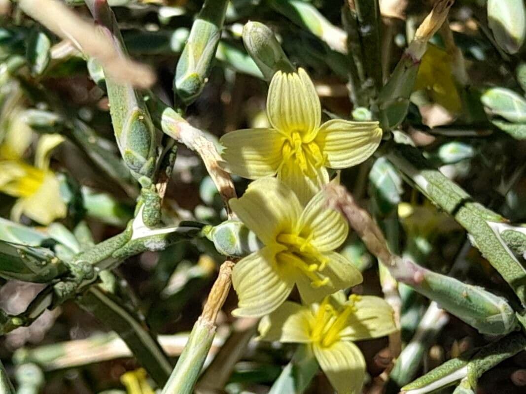 Lattuga orientale 4