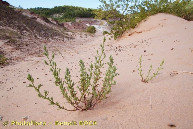 Corispermum 5