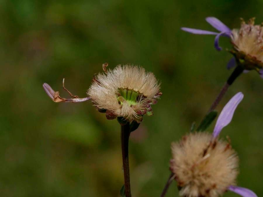 Aster gawędka 5