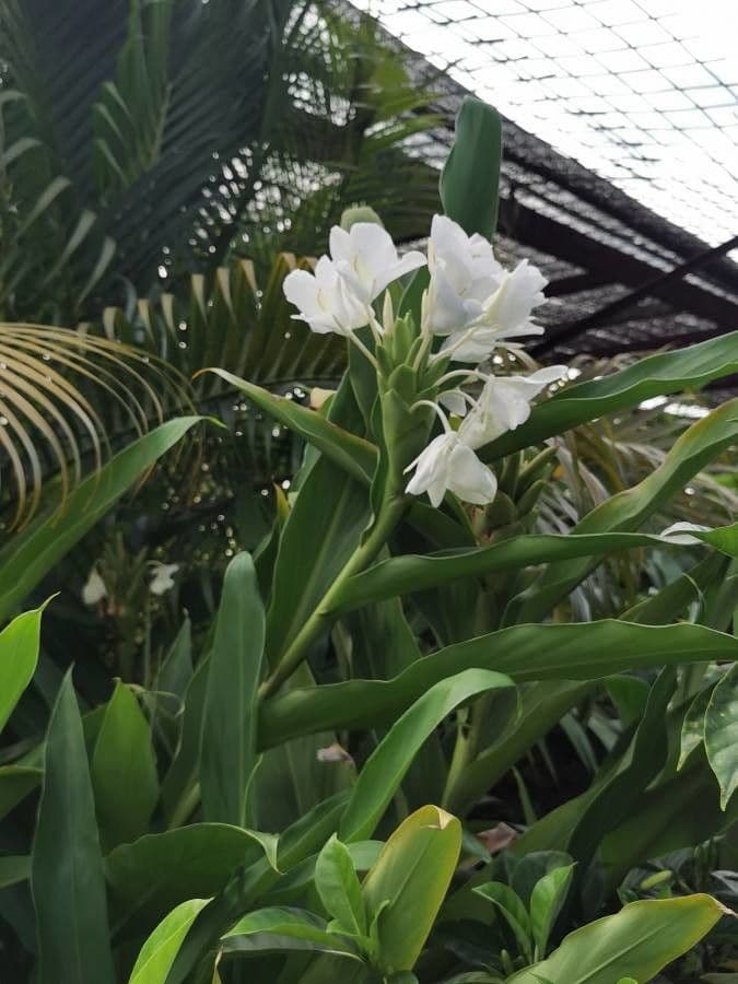 Hedychium coronarium 27