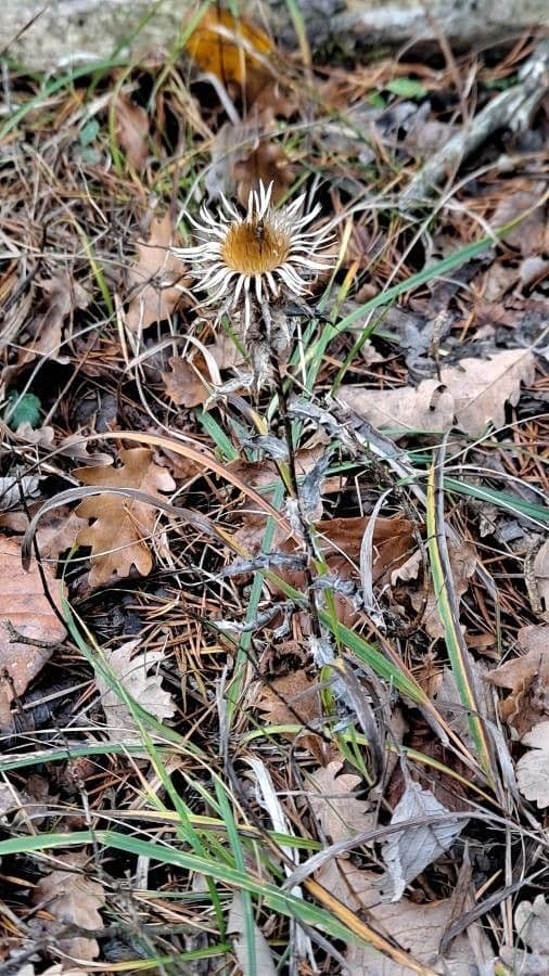 Carlina comune 11