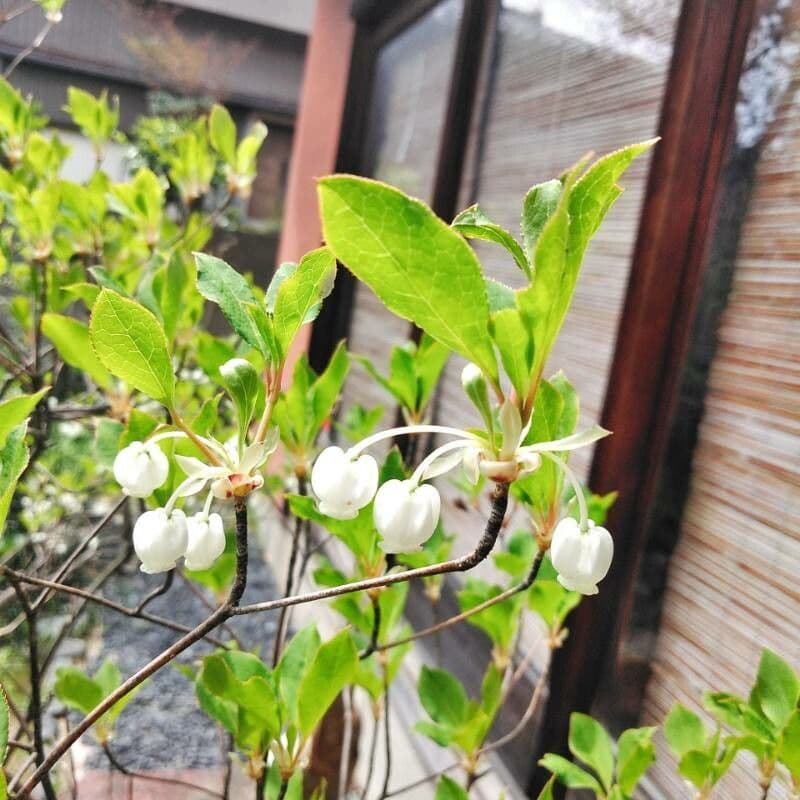 Enkianthus blanco