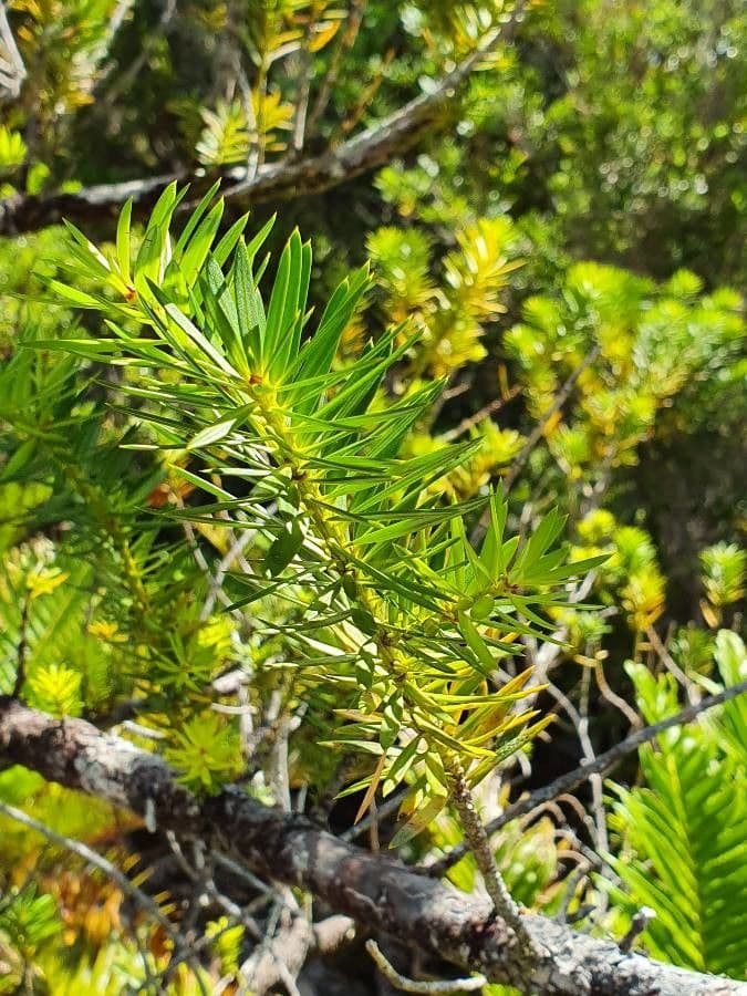 Podocarpus 9