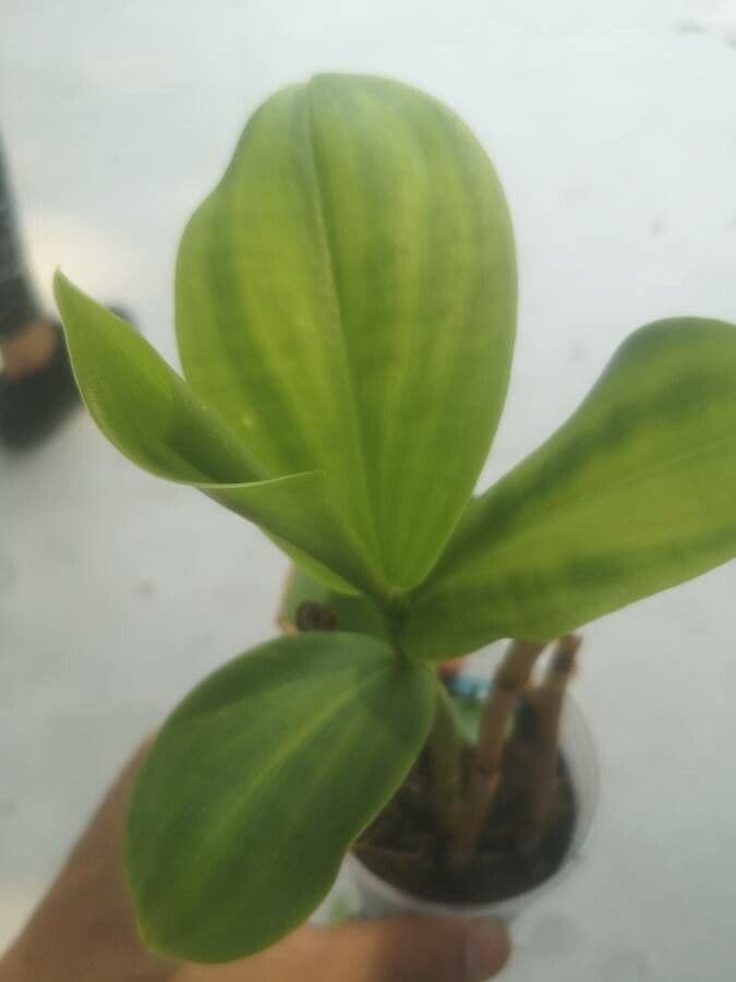 Costus 8