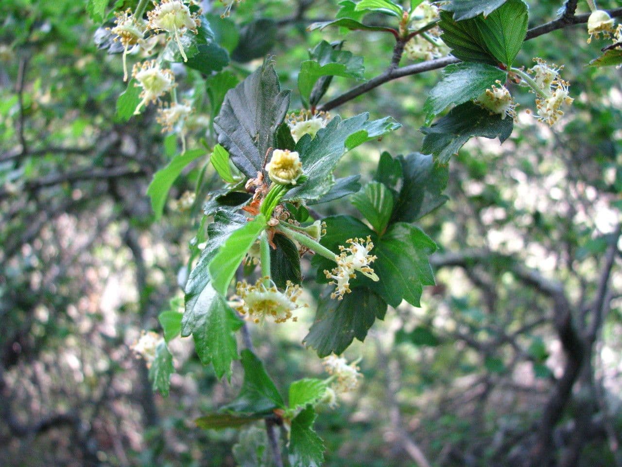 Cercocarpus montanus 7