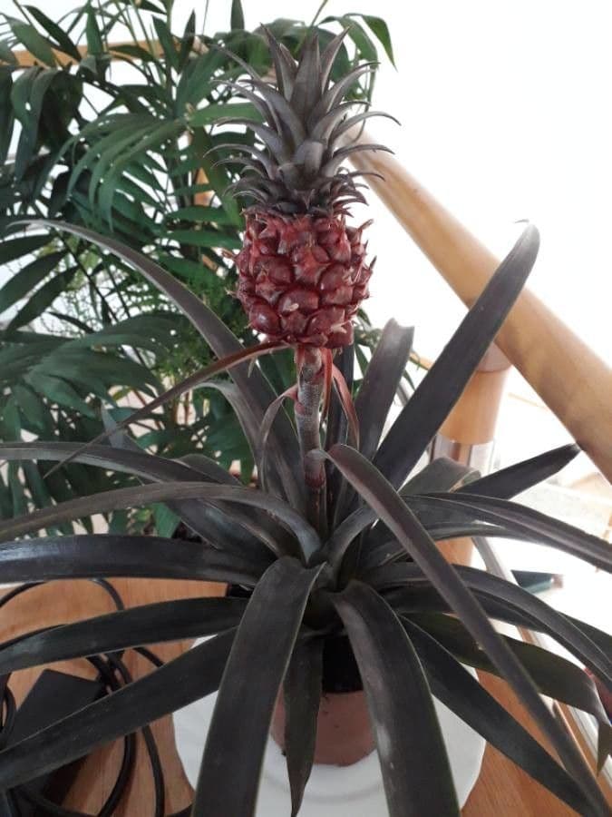 Ananas 3
