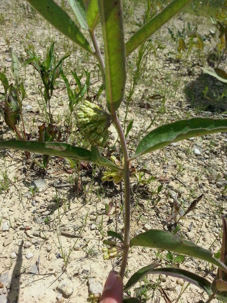 Asclépiade à fleurs vertes 22