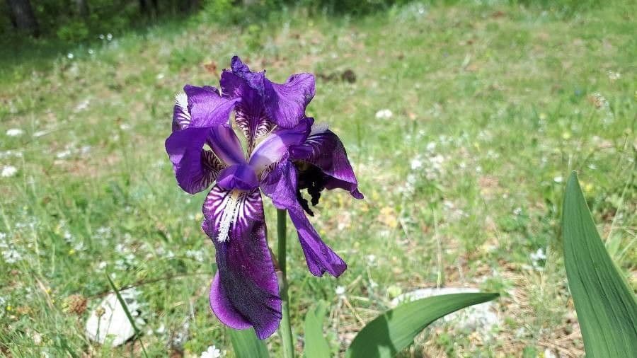 Iris 5