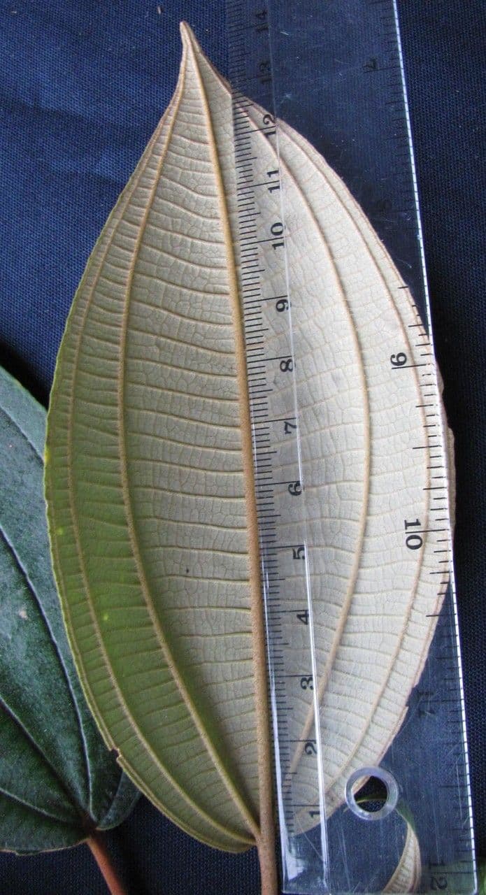 Miconia a dodici stami 5