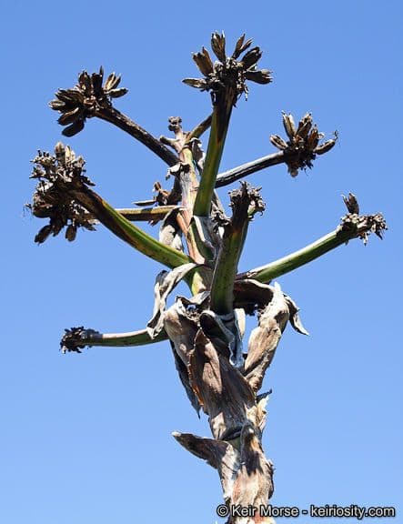 Agave di Shaw