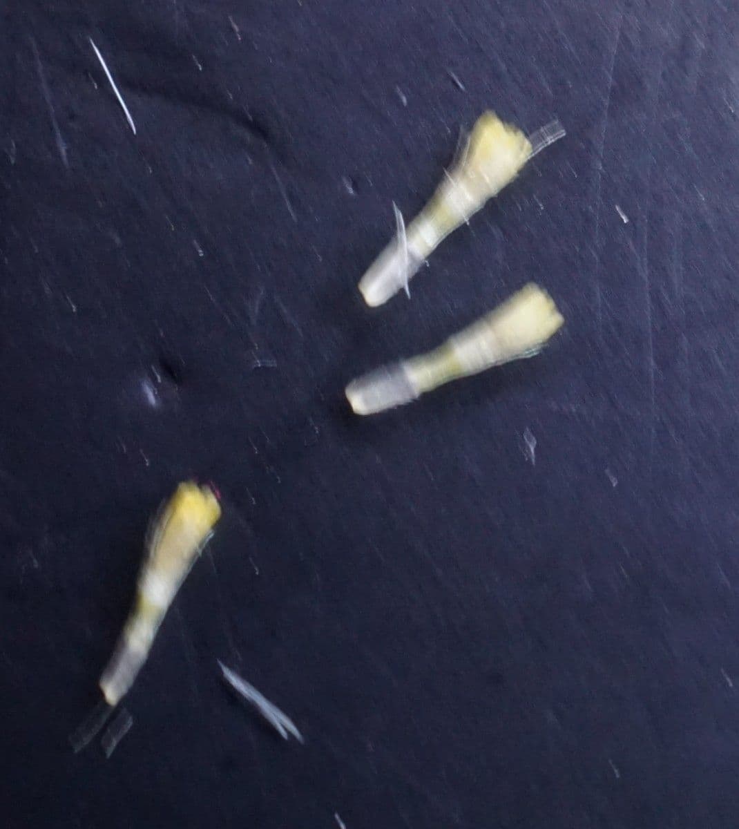 Mutterkraut 3