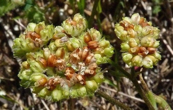 Valerianella coronata 4