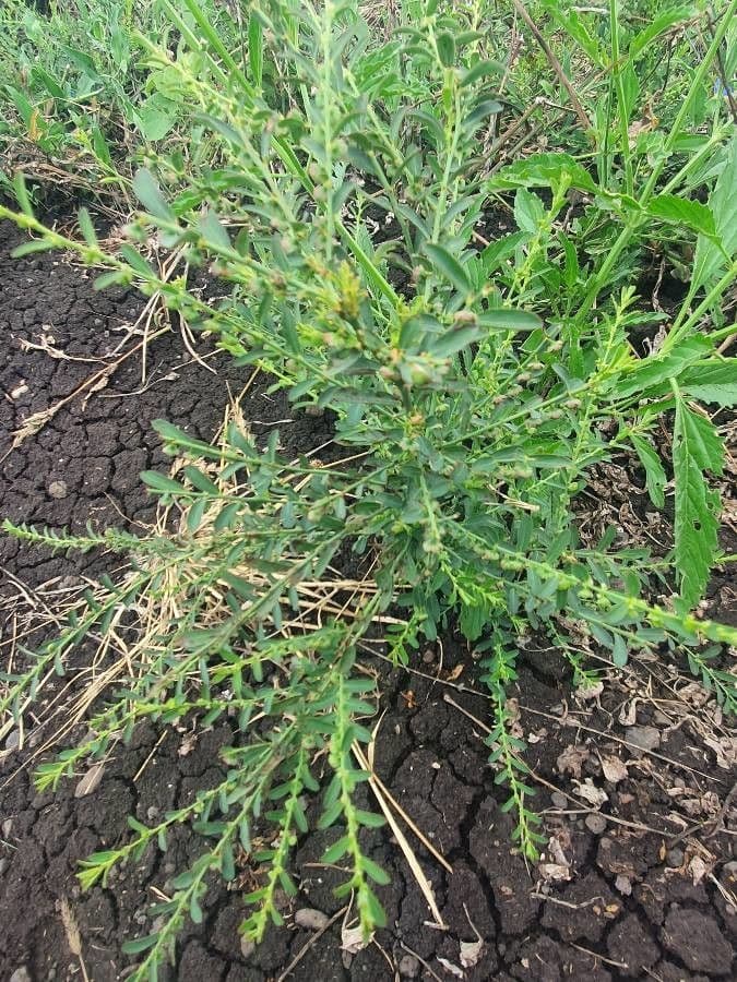 Phyllanthus 4