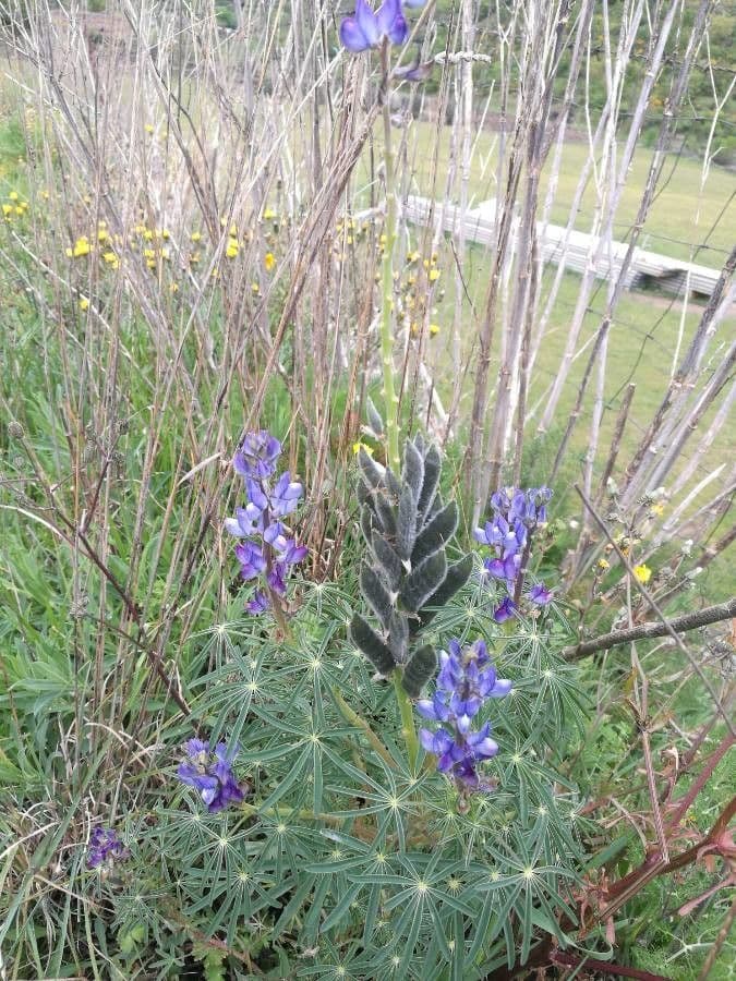 Schmalblättrige Lupine