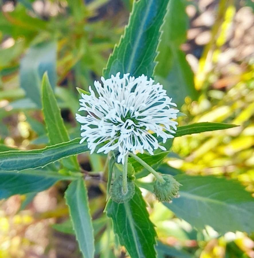 Gymnocoronis 3