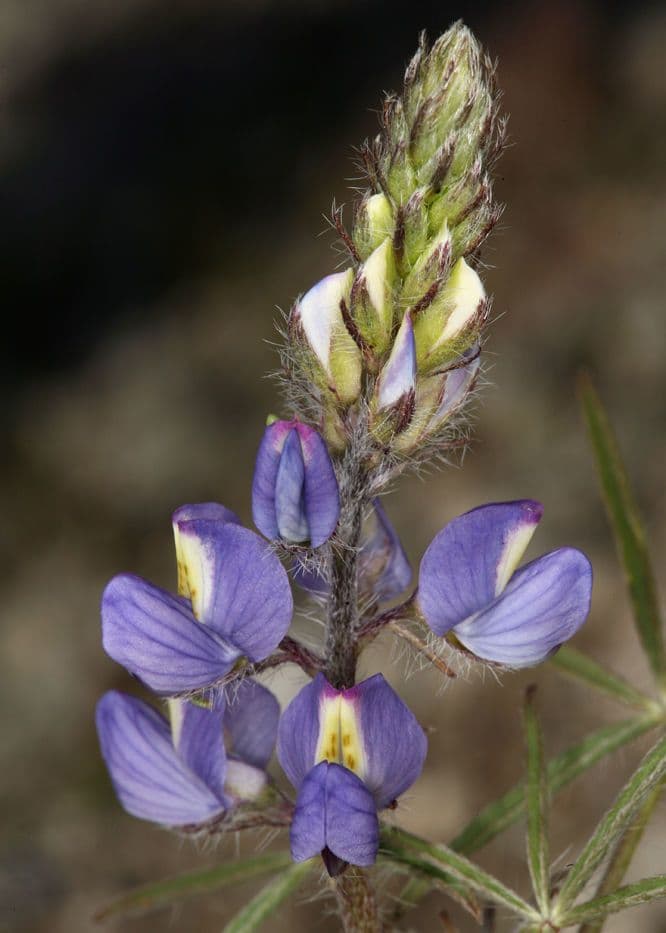 Łubin Coultera 4