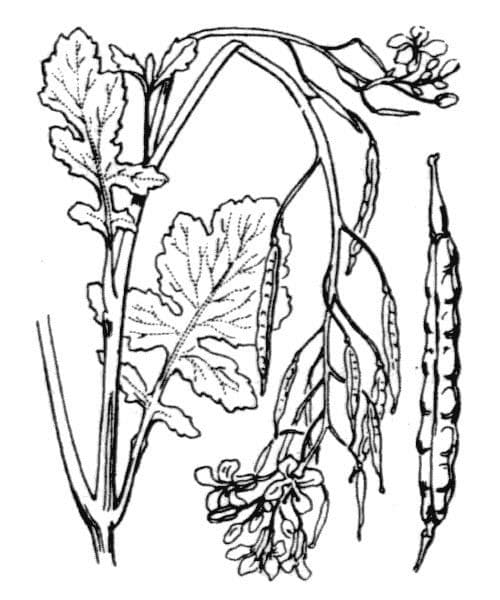 Kapusta 22