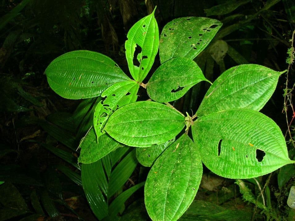 Miconia 21