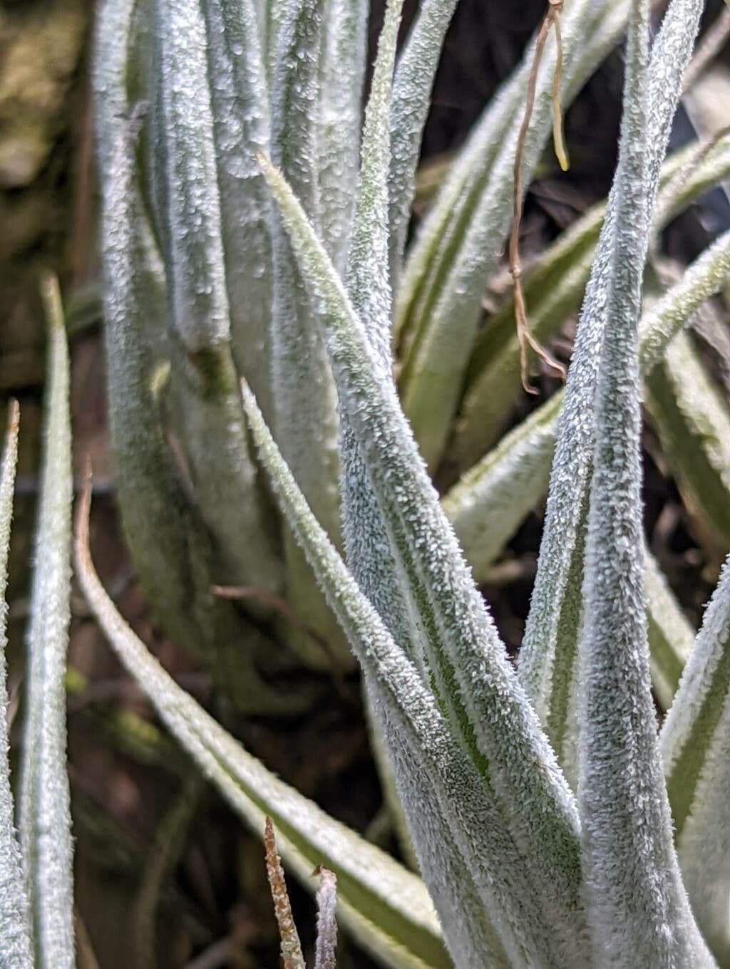 Tillandsia 5