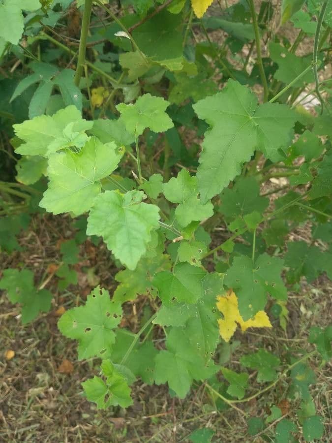 Ibisco vitifoglio 13
