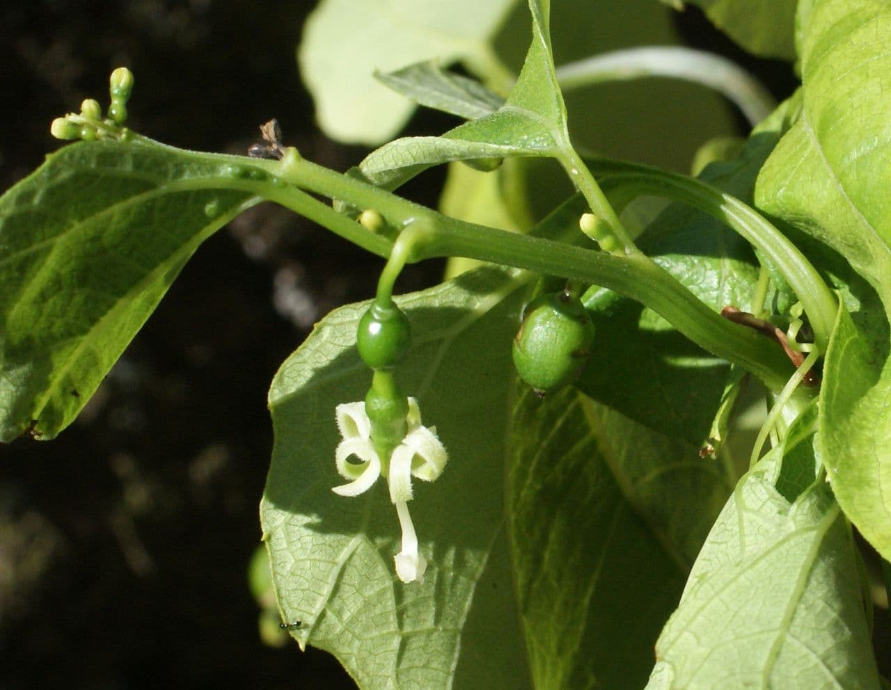 Cayaponia 11