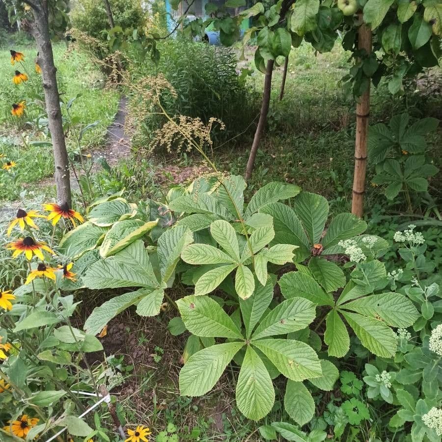 Rodgersia 11
