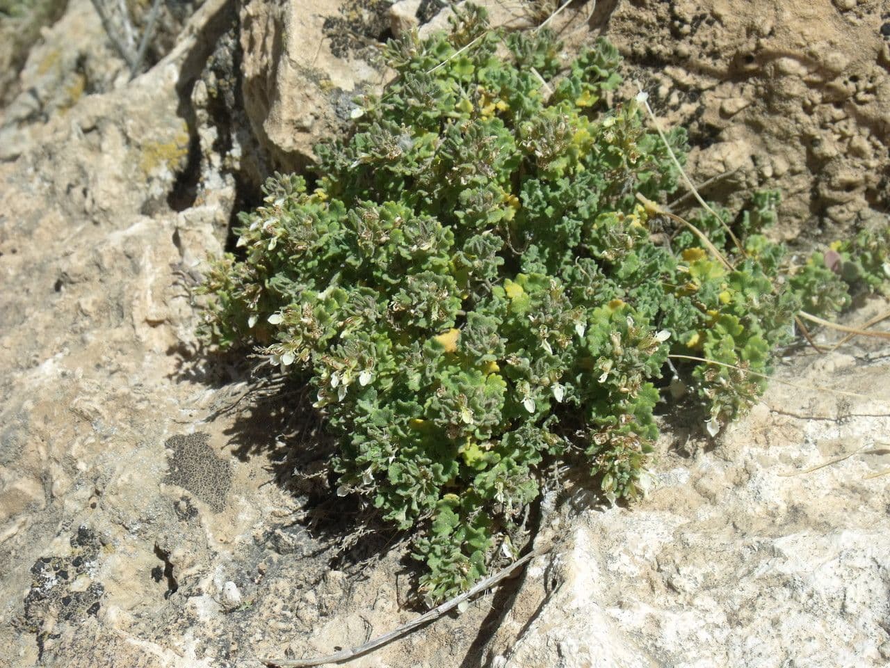 Germandrée rameuse
