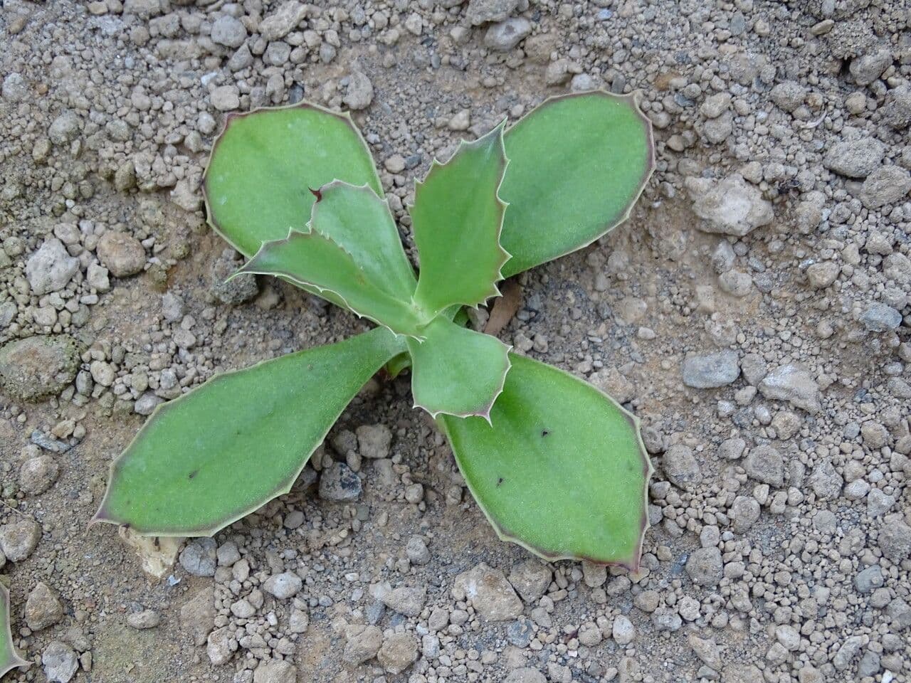 Kalanchoe 4