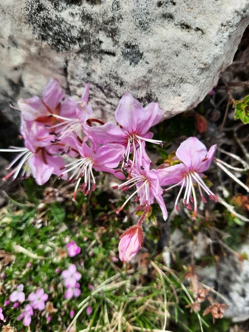 Rhodothamnus 13