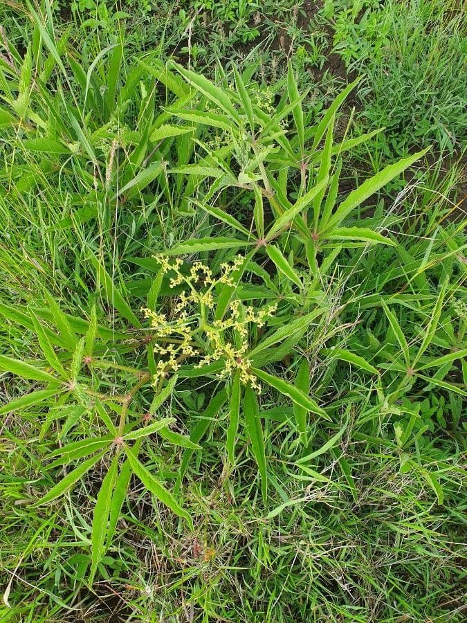 Cyphostemma 23