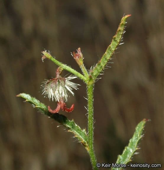 Tragia ramosa 8