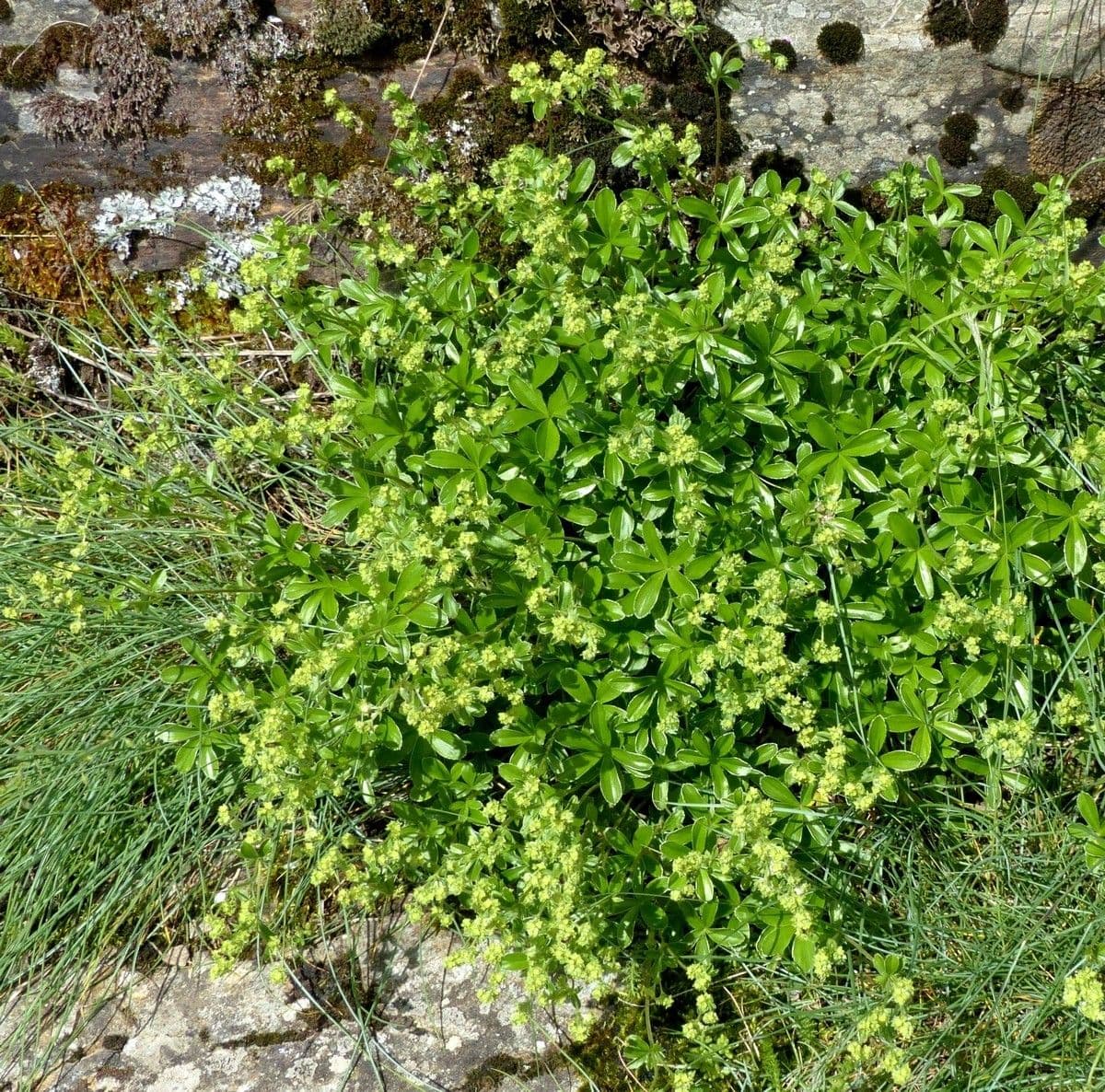Alchemilla saxatilis 7