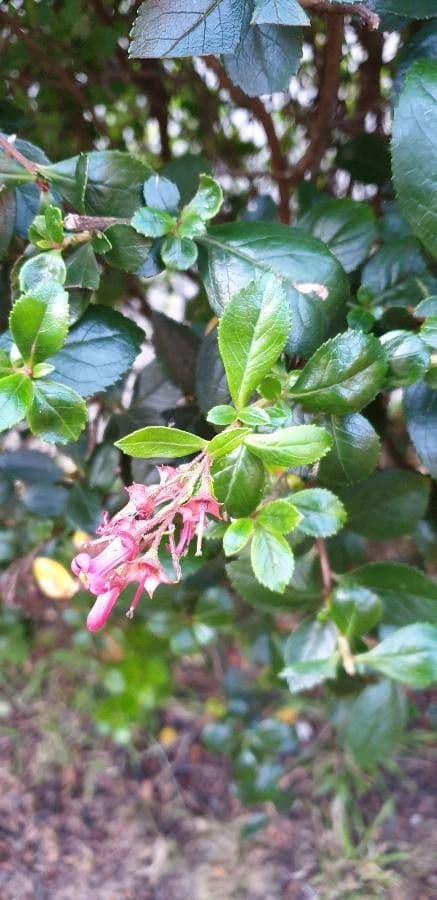 Rote Escallonie 10