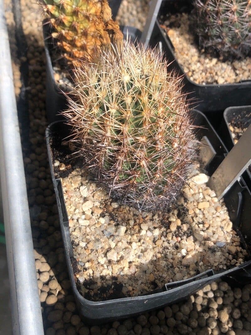 Cactus riccio