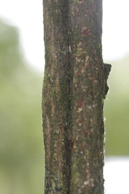 Passiflore écarlate 21