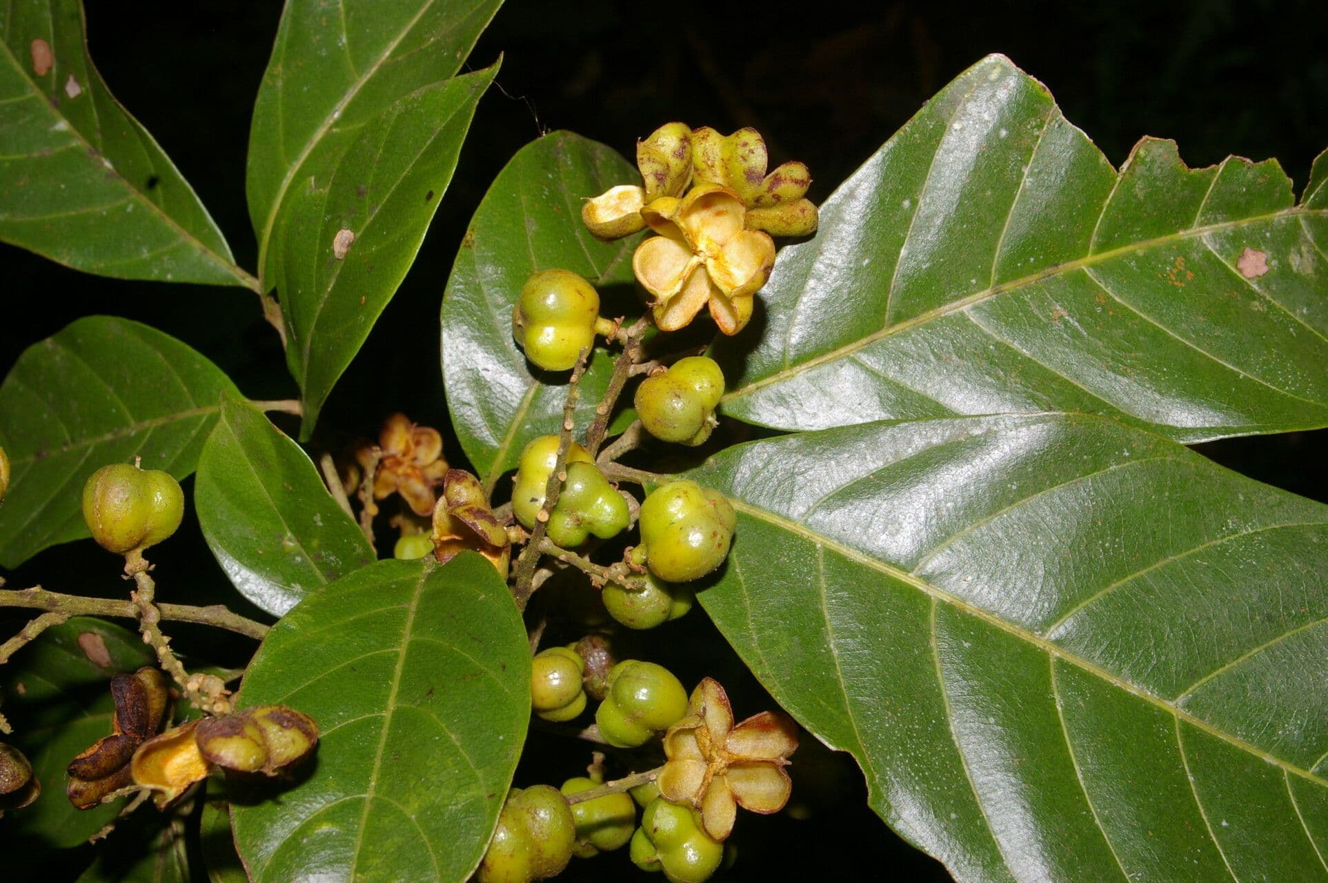 Cupania